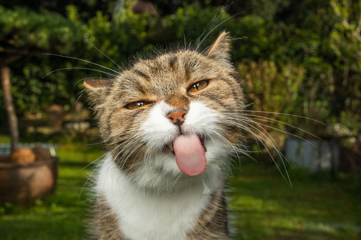 The Importance of Regular Vet Check-Ups for Cats
