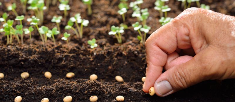 The Joy of Planting: 5 Therapeutic Benefits of Gardening for Mind and Body