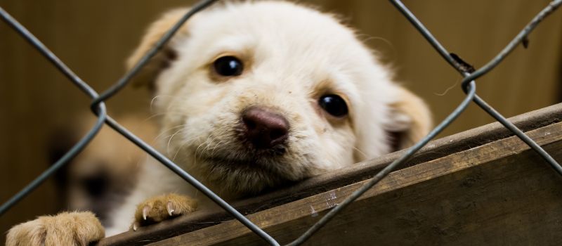 The Top 5 Reasons for Adopting a Shelter Dog Today