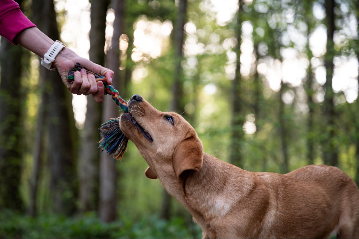 Unleash the Fun: 10 Reasons Why Outdoor Adventures With Your Pet Are a Must