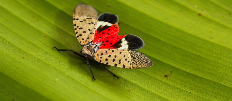 Unleash Your Inner Explorer: 5 Wildlife Watching Adventures to Experience Today