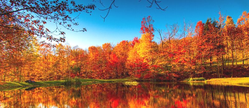 Why Do the Leaves Change Color in the Fall?