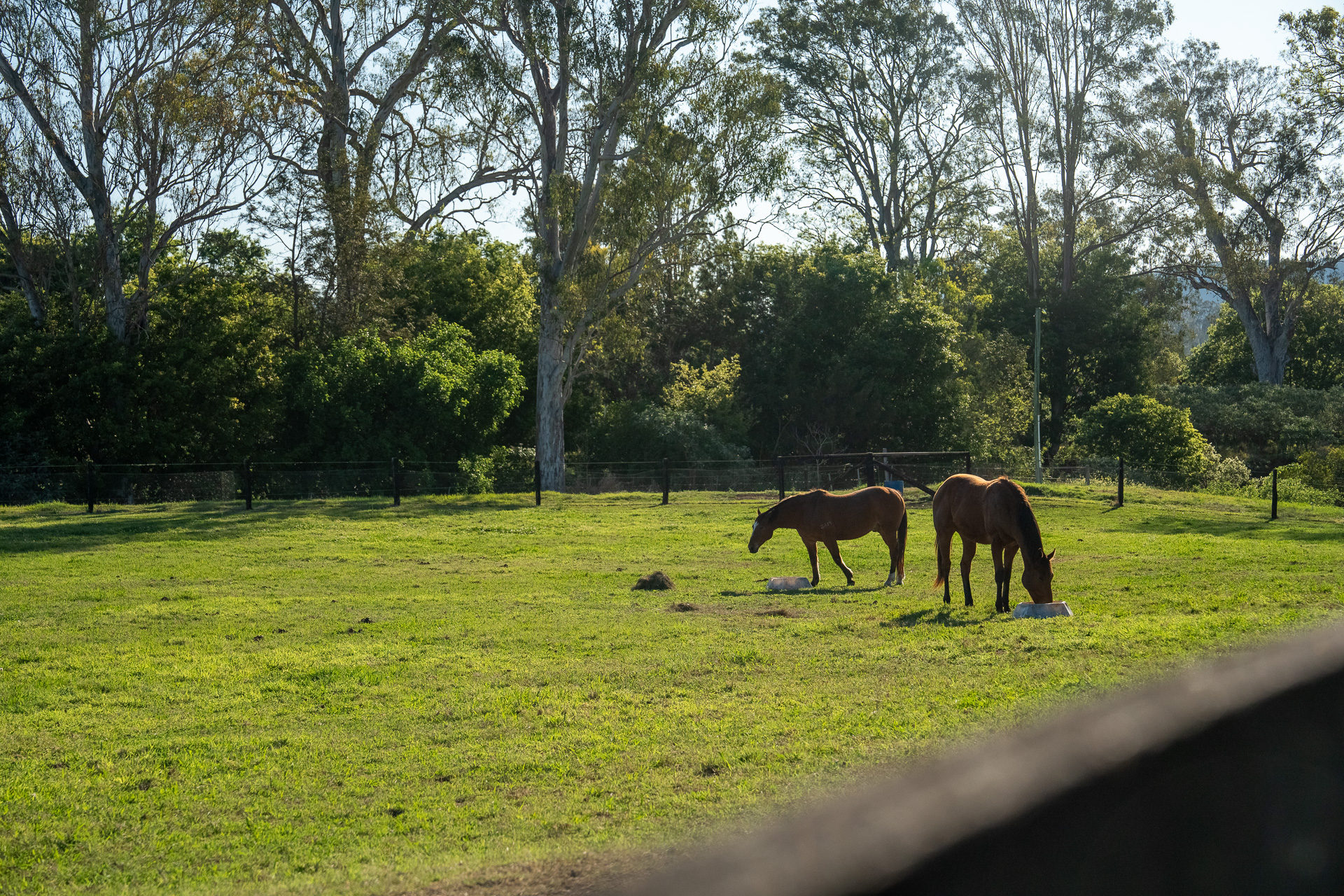 race horses spelling in Queensland, Australia