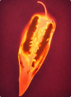 Nahaufnahme einer leuchtenden, halbierten Chilischote mit Samen auf dunklem Hintergrund.