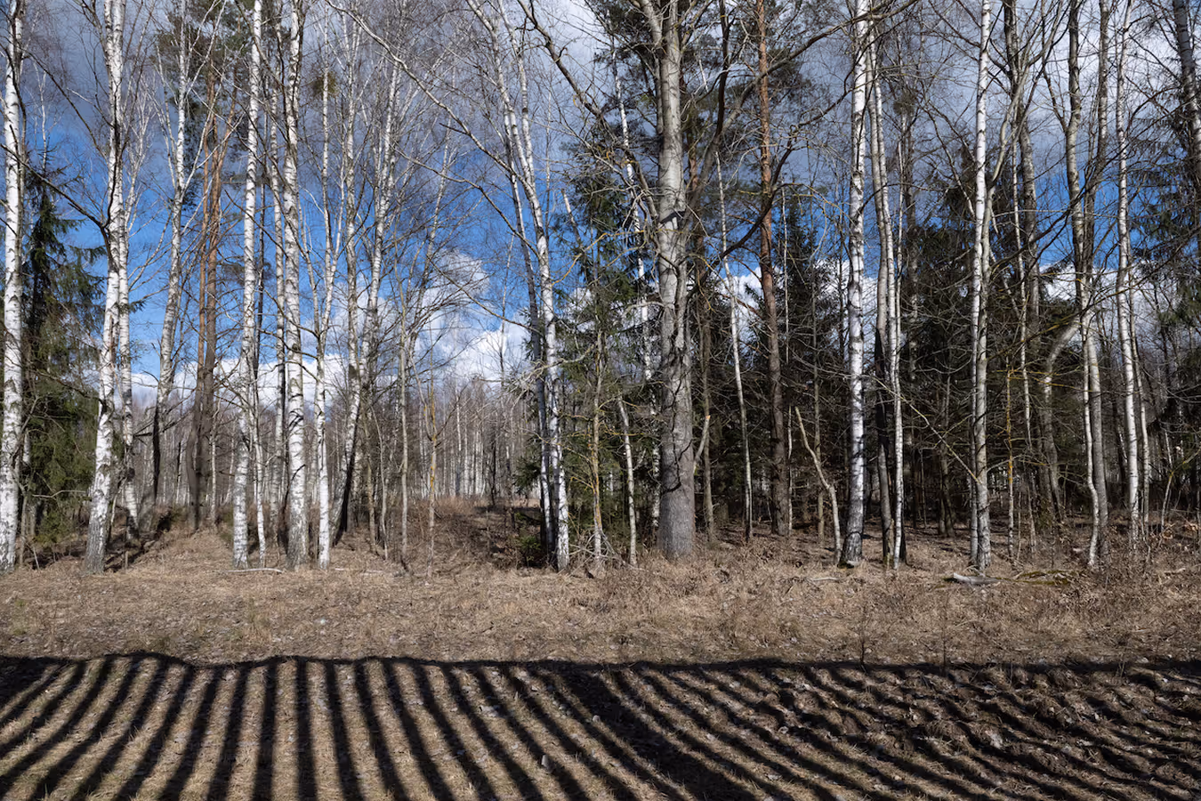 Bare birch trees in a forest with shadows of a fence cast on the ground under a partly cloudy sky.