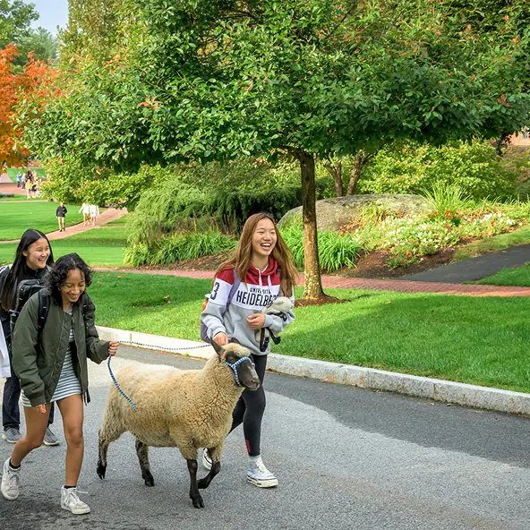 Three smiling young women walking a sheep on a leash along a paved path in a green park.