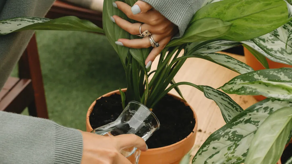 Hands watering a potted green plant with a transparent glass filled with water.