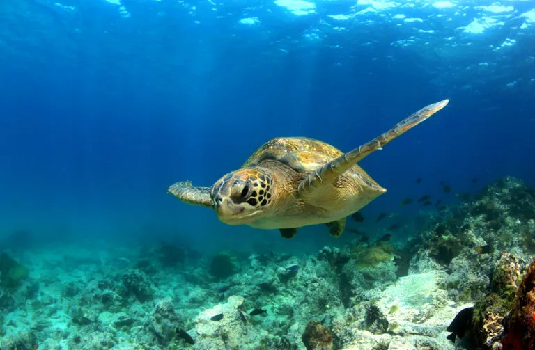 Tortue - aquarium de Guadeloupe 