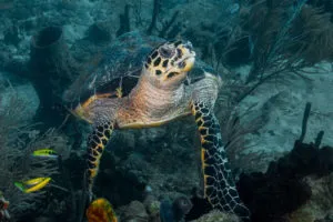 Tortue Île de Guadeloupe