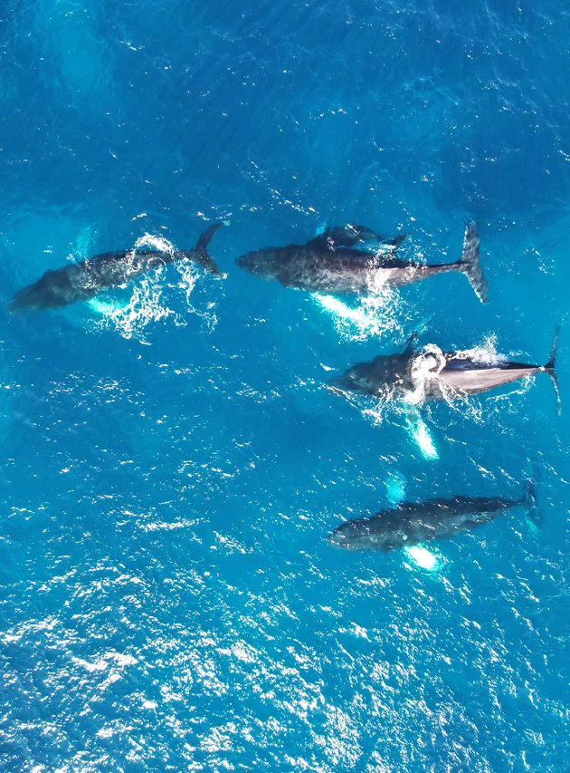 A la rencontre des cétacés