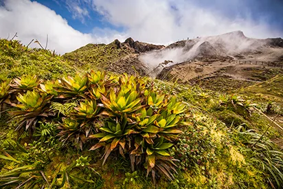Flore sauvage des hauteurs de la Soufrière en Guadeloupe, une excursion nature à découvrir lors de votre séjour à La Créole Beach Hôtel & Spa.