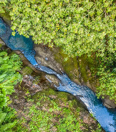 Rivière serpentant dans une forêt tropicale vue du ciel en Guadeloupe.