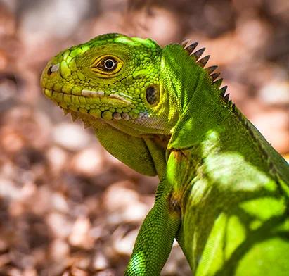 Portrait d'un iguane vert, symbole de la faune locale à découvrir près de La Créole Beach Hôtel & Spa.