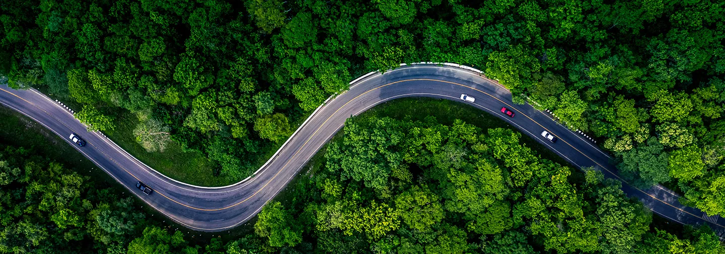 Tropical road crossing lush vegetation with misty mountain in Guadeloupe.