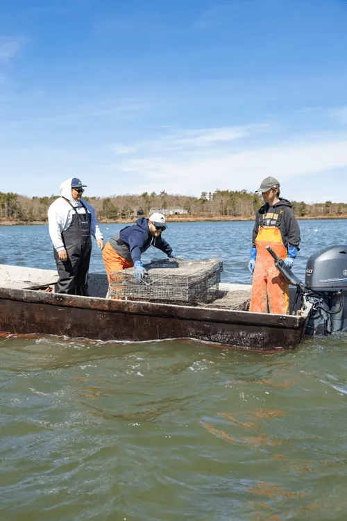 Three men on a small boat in the ocean pulling up oysters at an oyster farm.