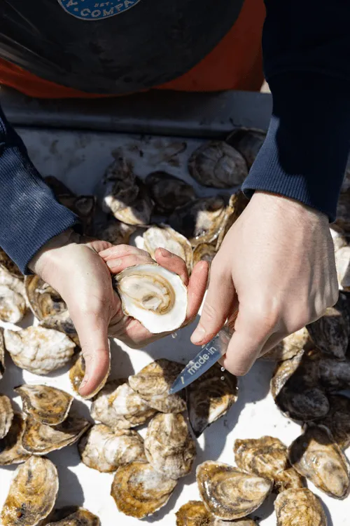 A close up shot of a Lone Pine Pearl oyster in the hand of an Austin Oyster Co. employee wearing branded overalls.