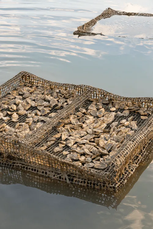 Two cages of oysters submerged in the ocean at an oyster farm.