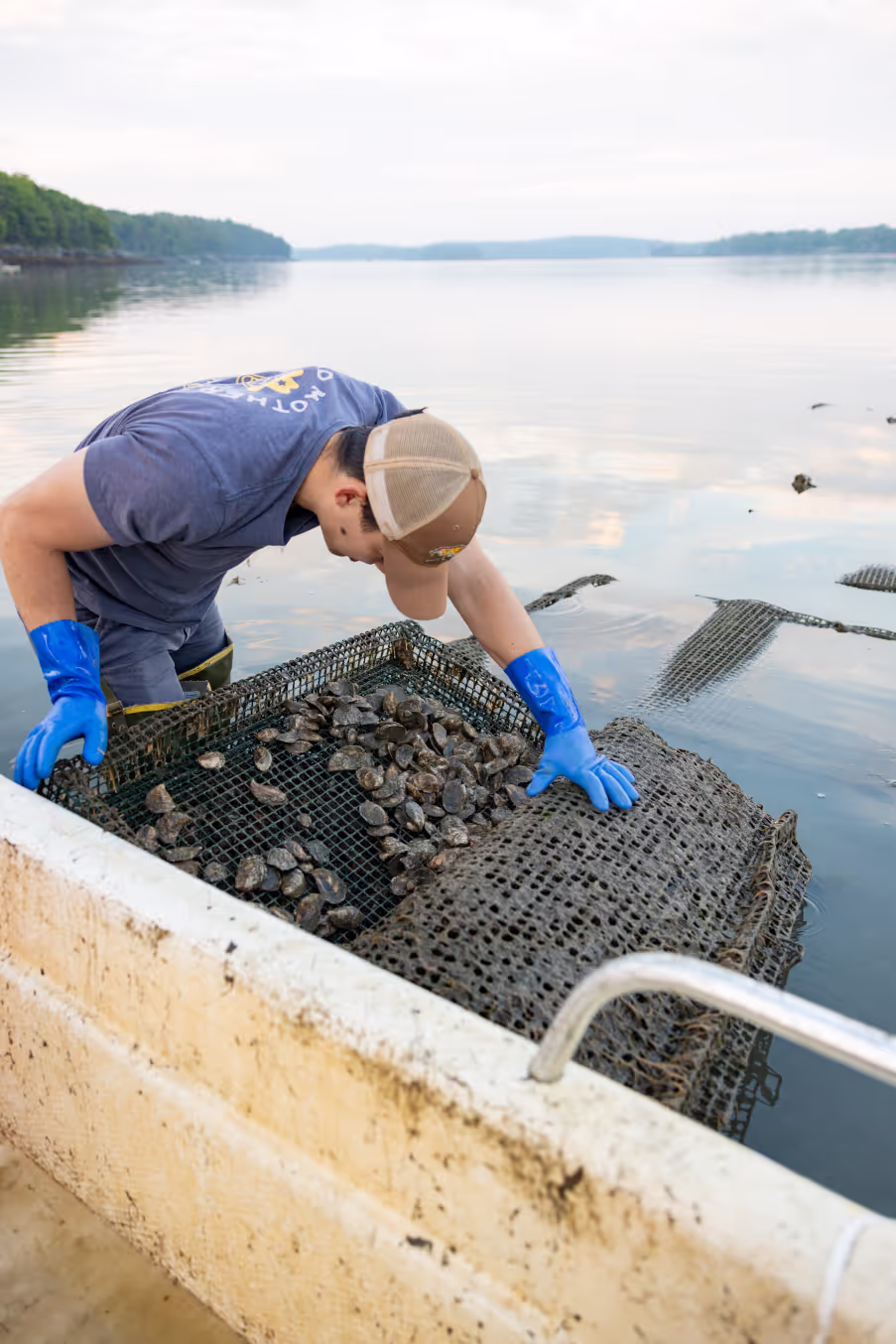 A young man peering into a cage of oysters in the ocean at an oyster farm.