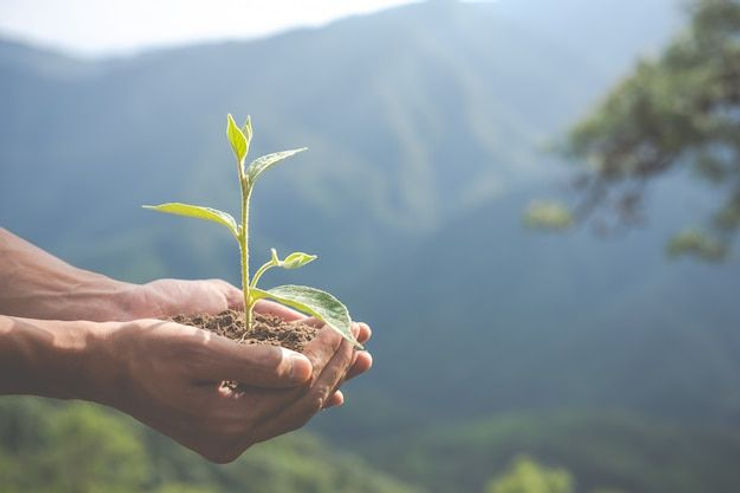 A person gently cradles a small green plant in their hands, symbolizing care and growth.
