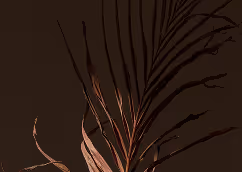 Close-up of a dark brown plant with slender, elongated leaves against a dark background.