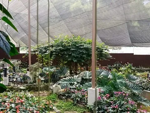 La Trinidad, Benguet, Philippines