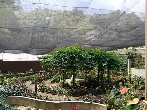 La Trinidad, Benguet, Philippines