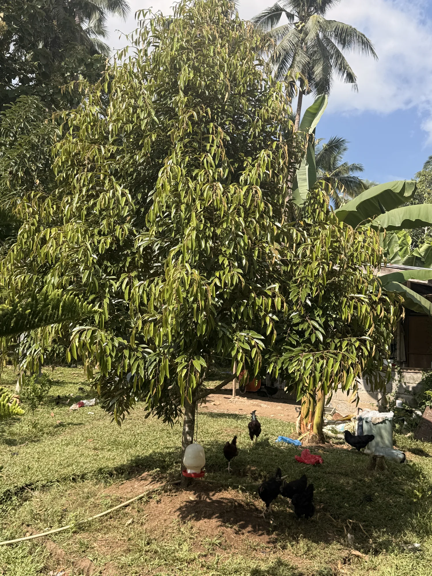 Davao City, Davao del Sur, Philippines