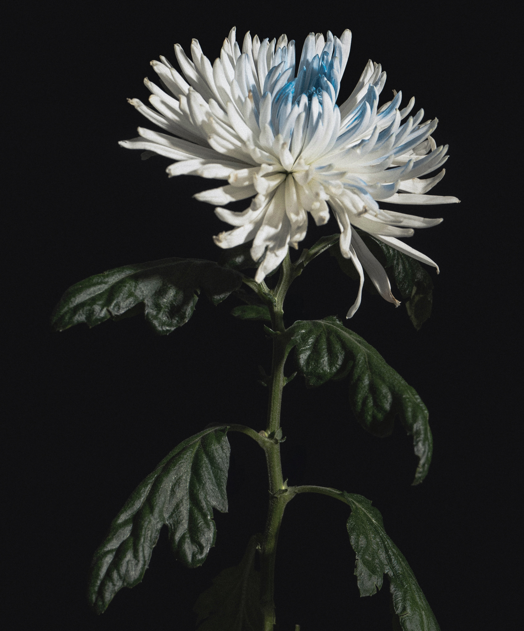 Fashion editorial and art direction