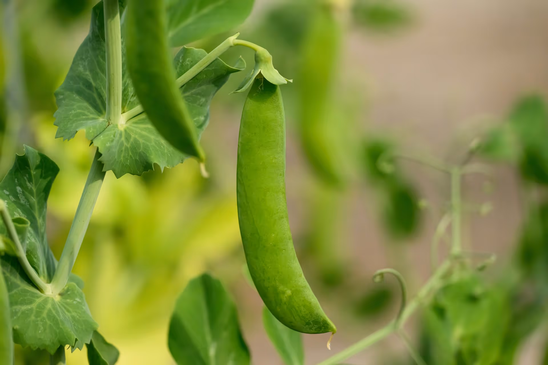 Close-up of a vibrant green pea pod hanging from a plant, surrounded by broad leaves and tendrils, set against a soft-focus, natural background.