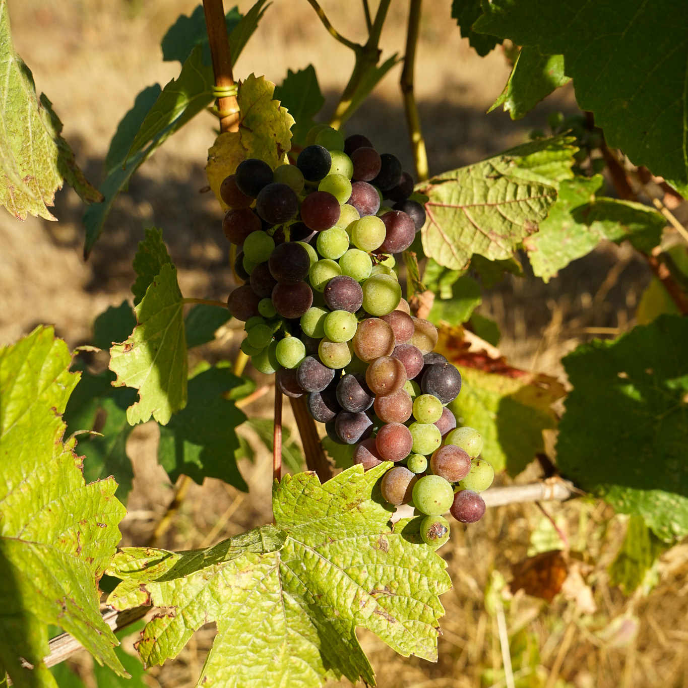 Cluster of ripening grapes on a vine with green and purple grapes surrounded by grape leaves under sunlight.