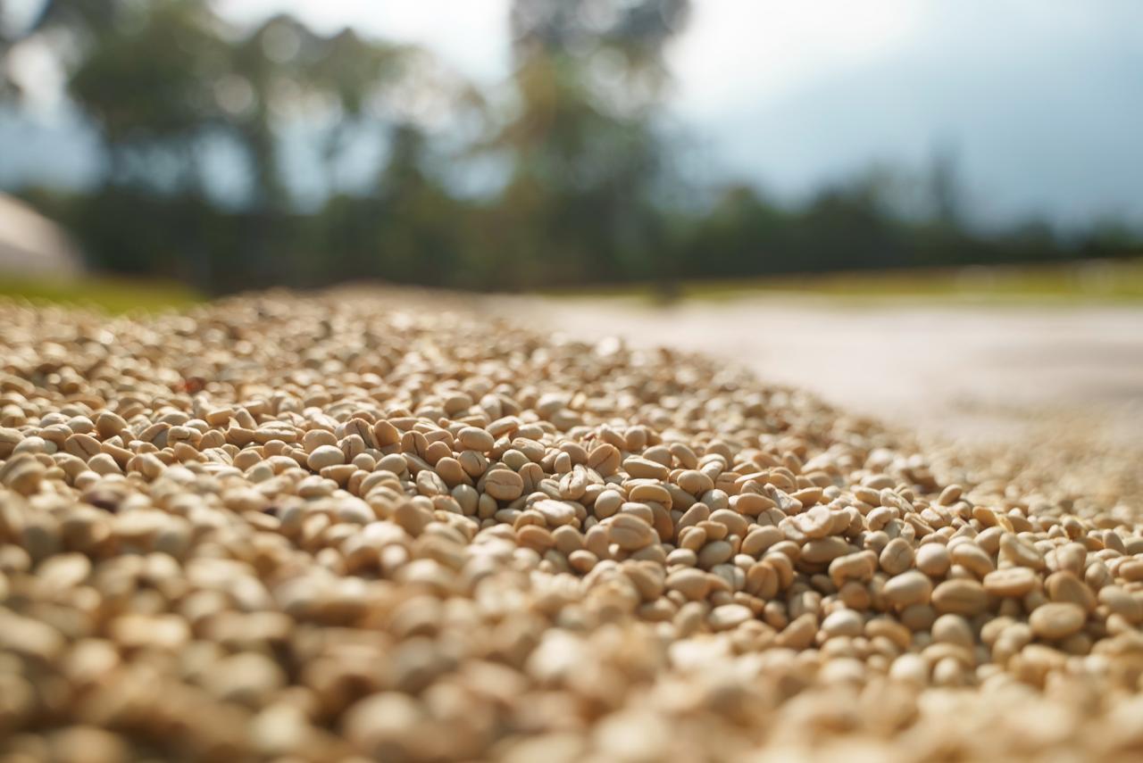 Coffee farmers in Bududa, Uganda
