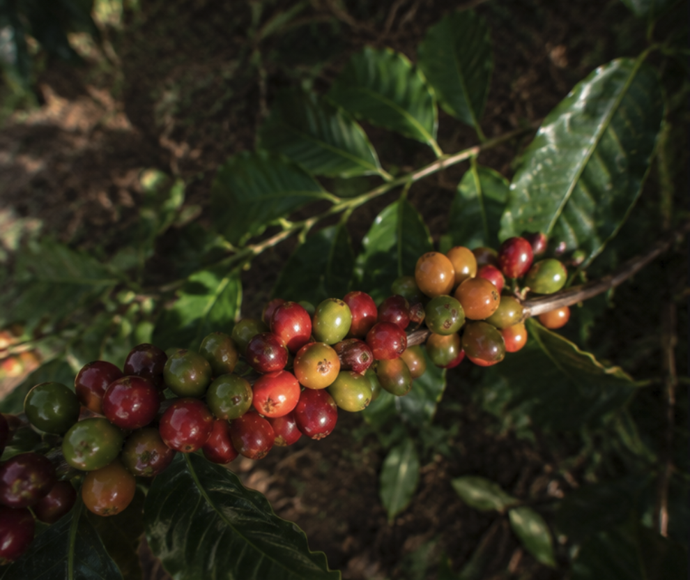 Coffee cherries from Guatemala highland origin