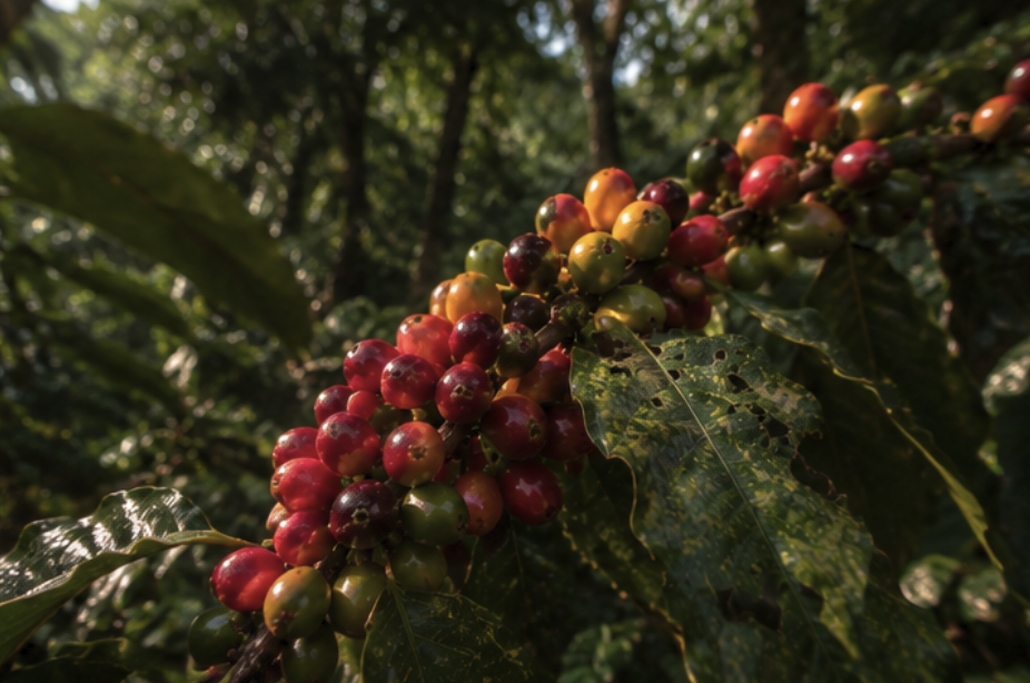 Coffee origin in Honduras