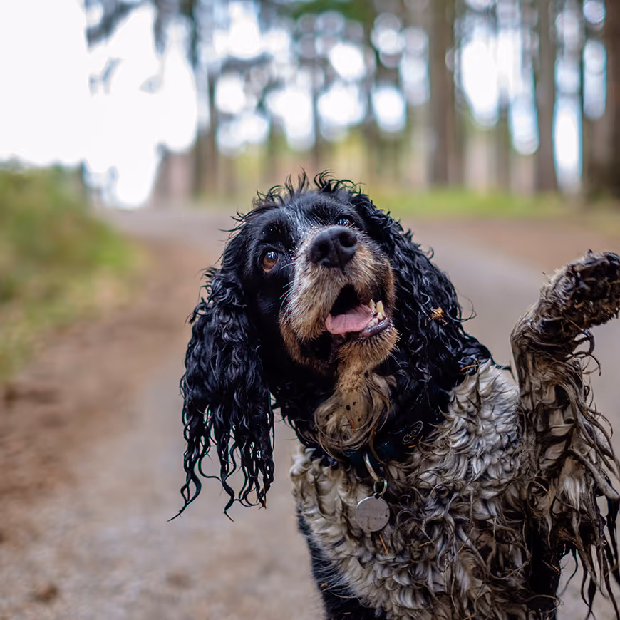 En svart cocker spaniel med gjørmete bryst og poter løfter labben på en skogssti.