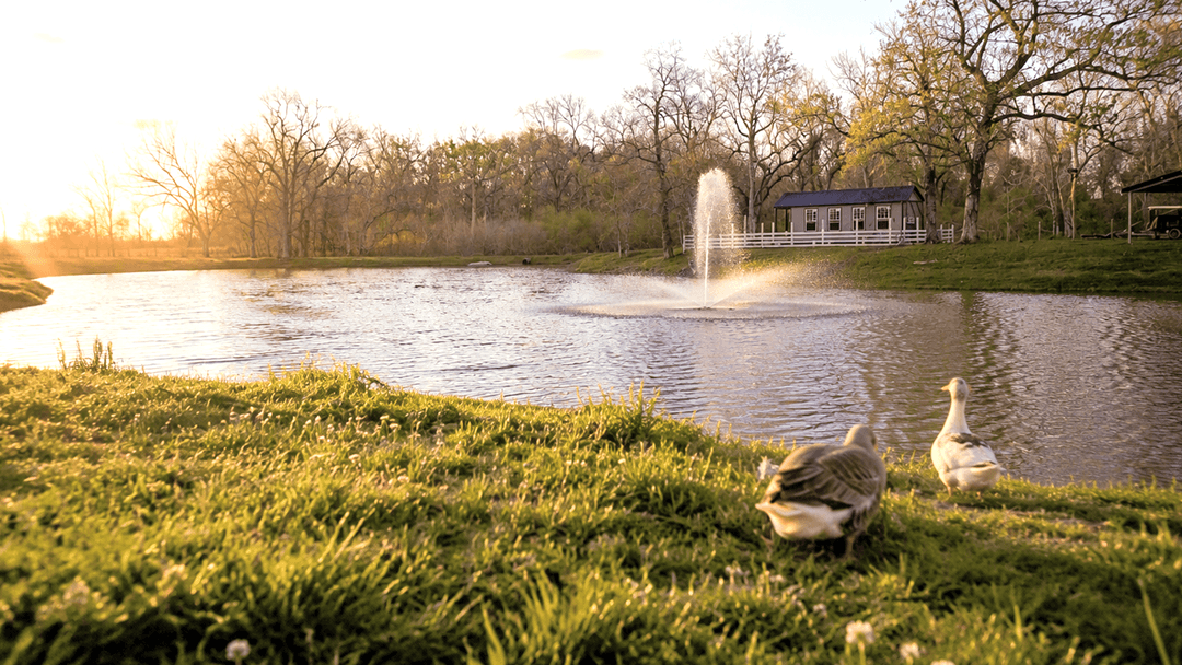 Pond with fountain and ducks at Marquee Texas Ranch