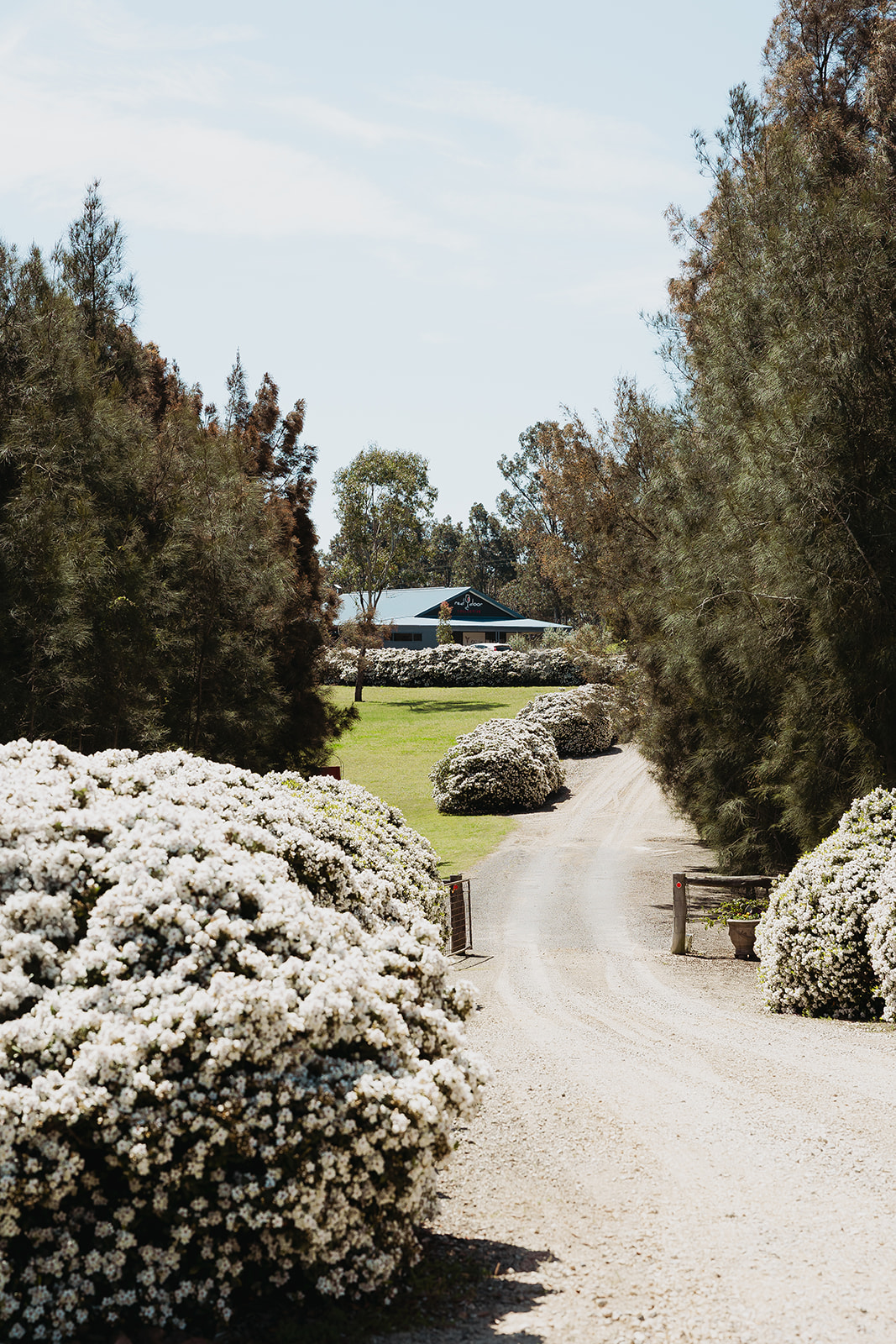 The Red Door Collective Estate at the end of a long driveway, covered by white flowers and lush, green bushes.