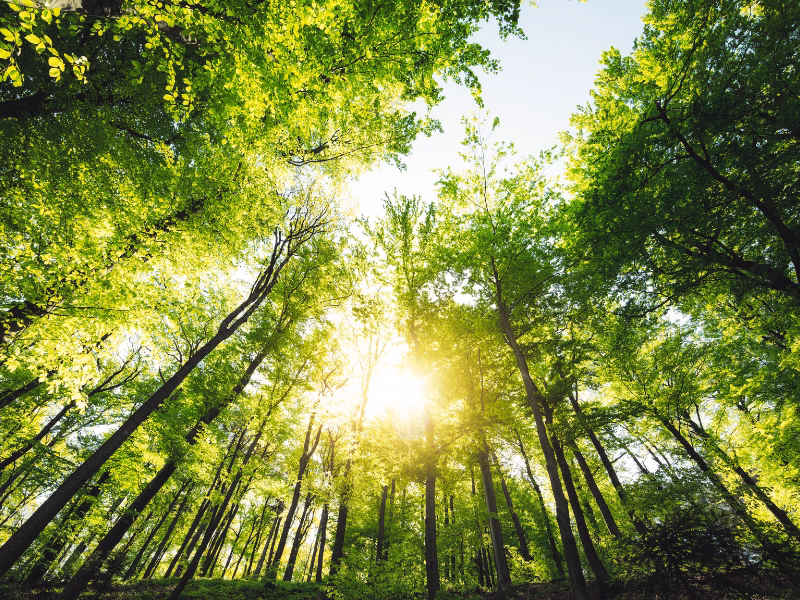 Apennine Forest Bathing