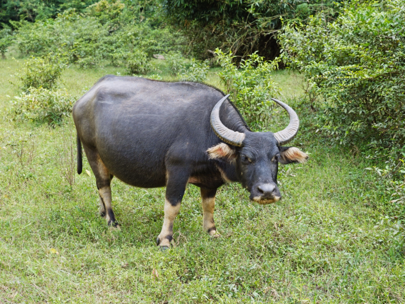 Buffalo Mozzarella Safari