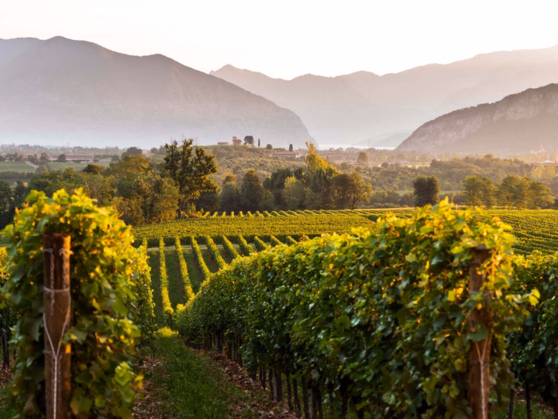 Franciacorta Walk