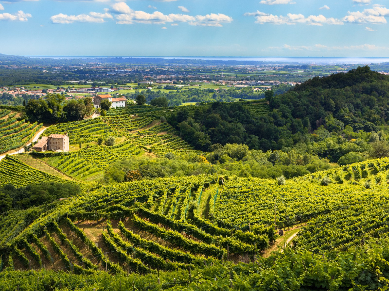 Prosecco Hills Safari