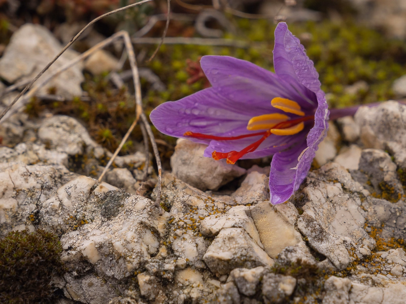 Saffron Harvest