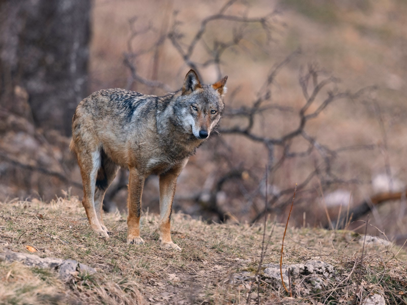 Wolf Tracking