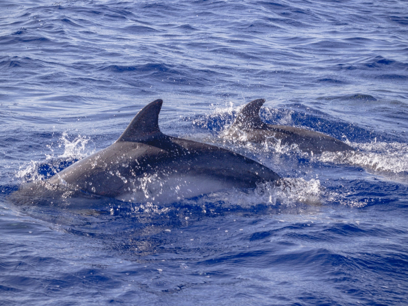 Whale Sanctuary