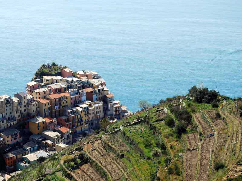 Vertical Vineyards