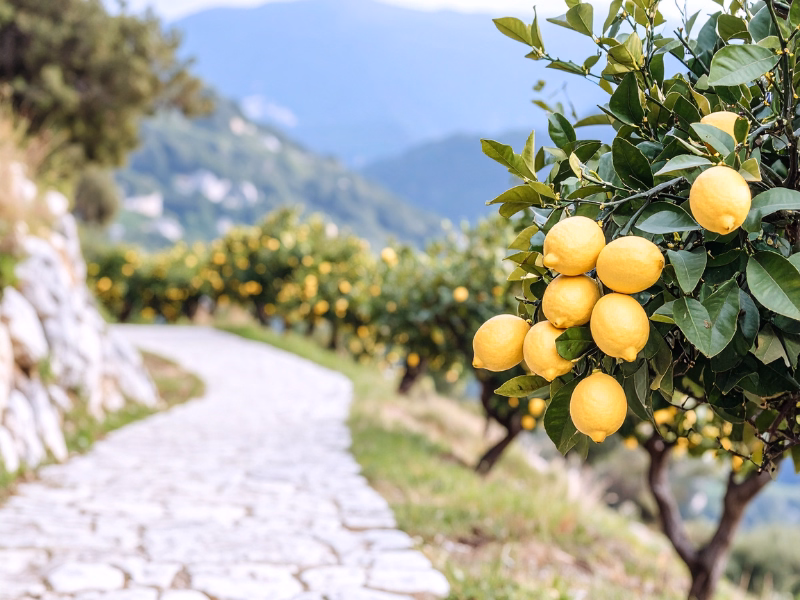 Lemon Grove Zen
