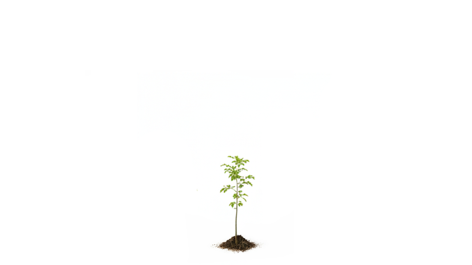 Young green sapling tree with soil at its base on a white background.