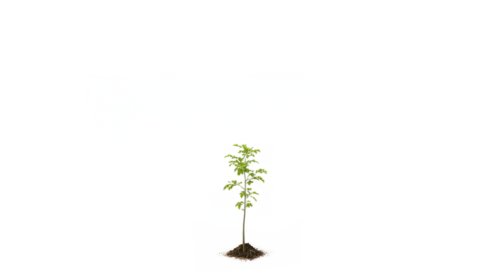 Young small green tree with sparse leaves on white background.