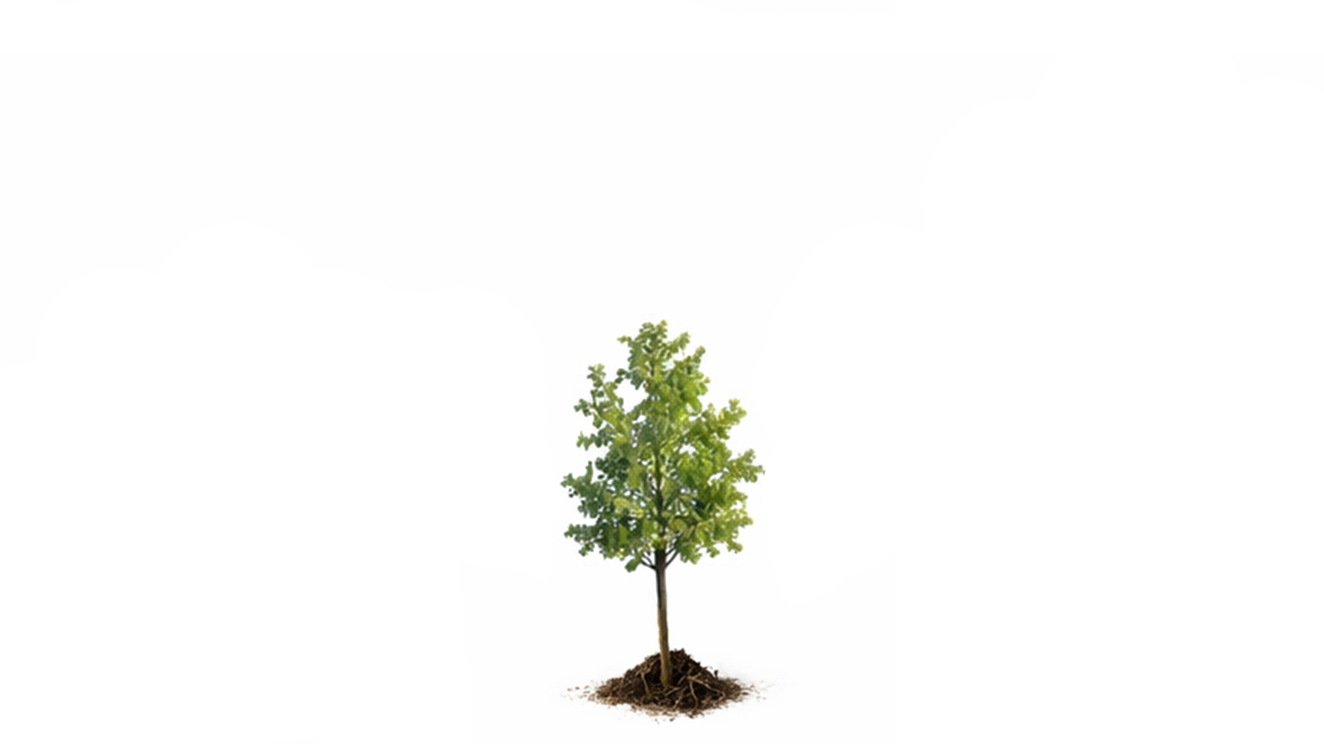 Small green leafy tree with a thin trunk on a white background.