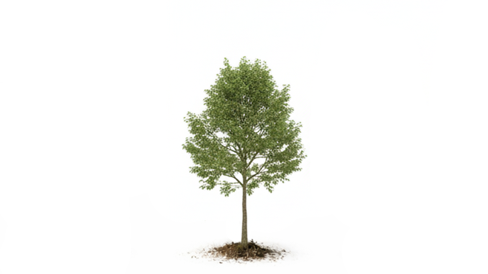 Single green tree with dense foliage and a slender trunk on a white background.
