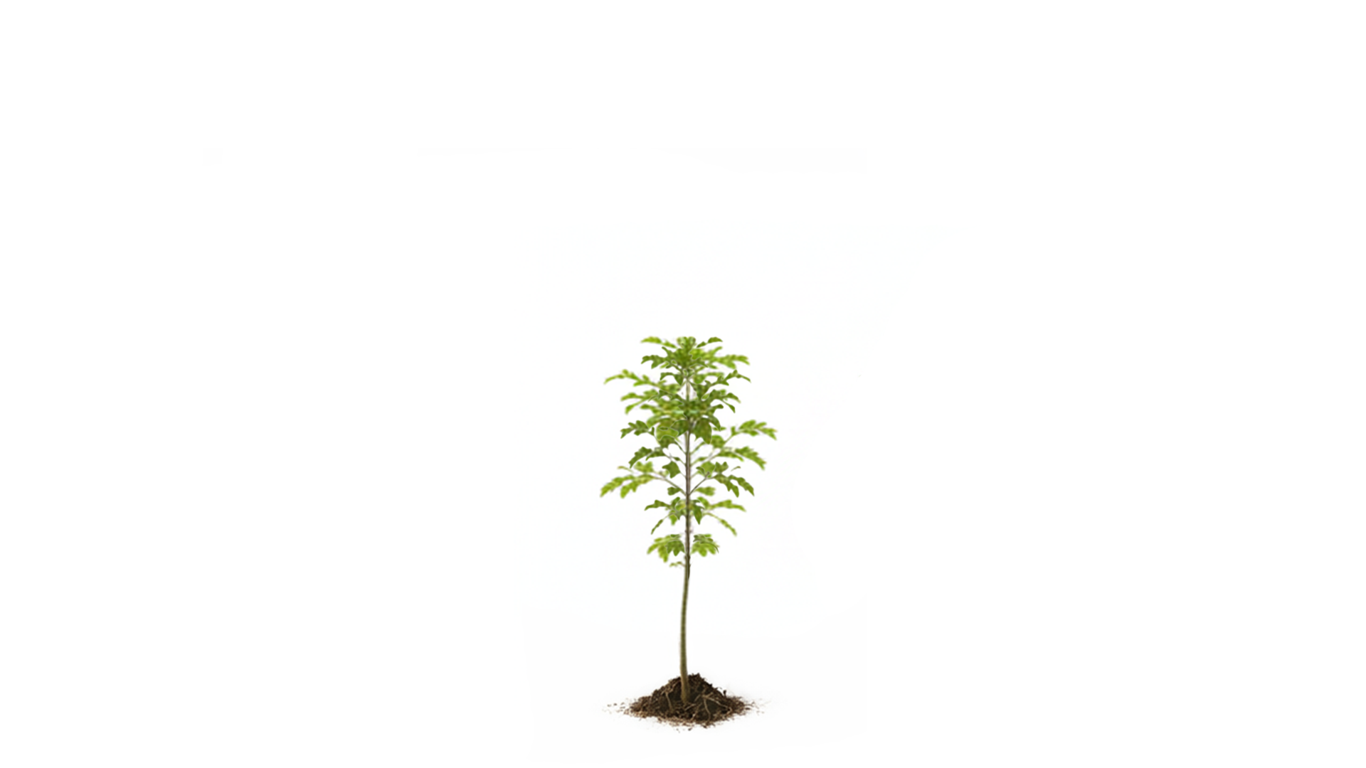 Young small tree with green leaves isolated on white background.